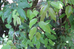 Cleistanthus travancorensis